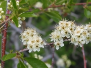 bittercherry (Prunus emarginata)
